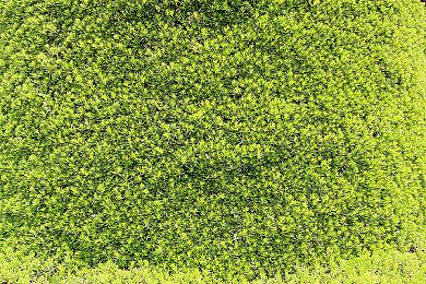 本周Fami通游戏评分出炉 《真女神转生5：复仇》36分白金殿堂